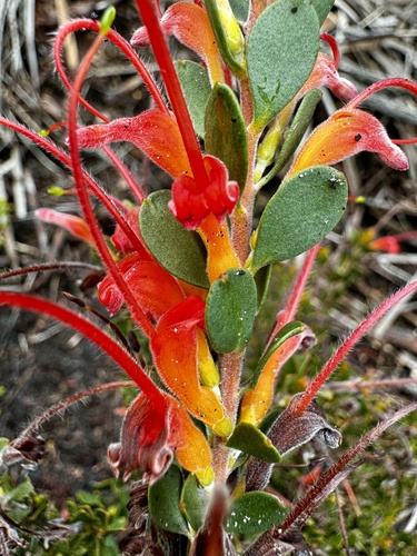 Image of Adenanthos obovatus by (c) pimelea, some rights reserved (CC BY)