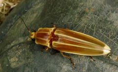 Semiotus ligneus