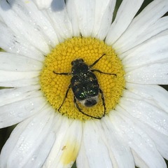 Trichiotinus viridans