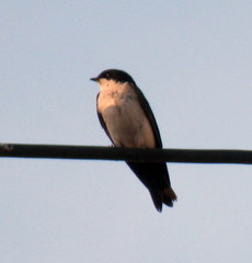 Pygochelidon cyanoleuca
