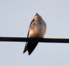 Pygochelidon cyanoleuca