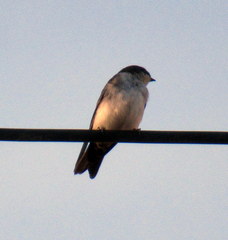Pygochelidon cyanoleuca