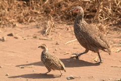 Pternistis swainsonii swainsonii