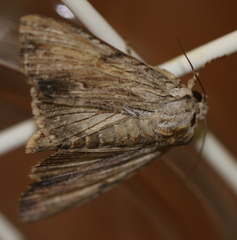 Apamea lithoxylaea