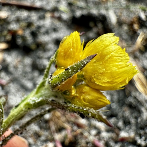 Image of Rhodanthe citrina by (c) pimelea, some rights reserved (CC BY)