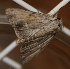 Apamea lithoxylaea