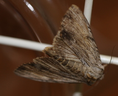 Apamea lithoxylaea