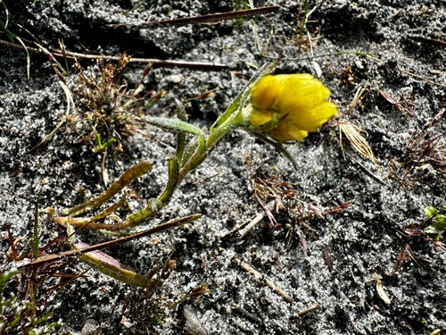 Image of Rhodanthe citrina by (c) pimelea, some rights reserved (CC BY)