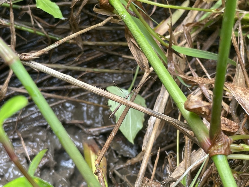 セスジアシナガサシガメ