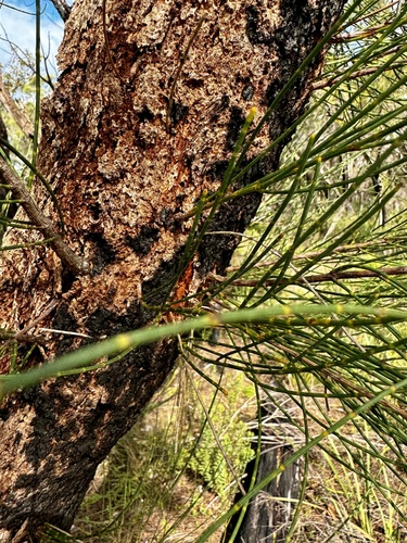 Image of Allocasuarina fraseriana by (c) pimelea, some rights reserved (CC BY)