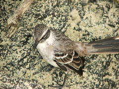 Mimus parvulus bauri
