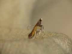Caloptilia azaleella