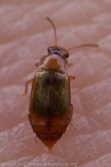 Eusphalerum