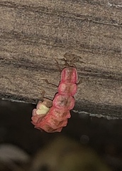 Microphotus angustus