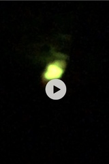 Microphotus angustus