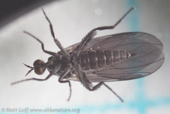 Rhamphomyia
