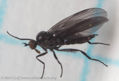 Rhamphomyia