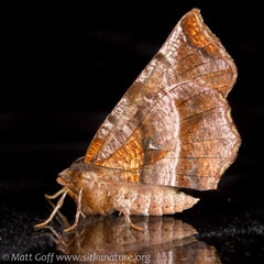 Selenia alciphearia