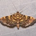 Checkered Apogeshna Moth - Photo (c) Laura Gaudette, some rights reserved (CC BY), uploaded by Laura Gaudette