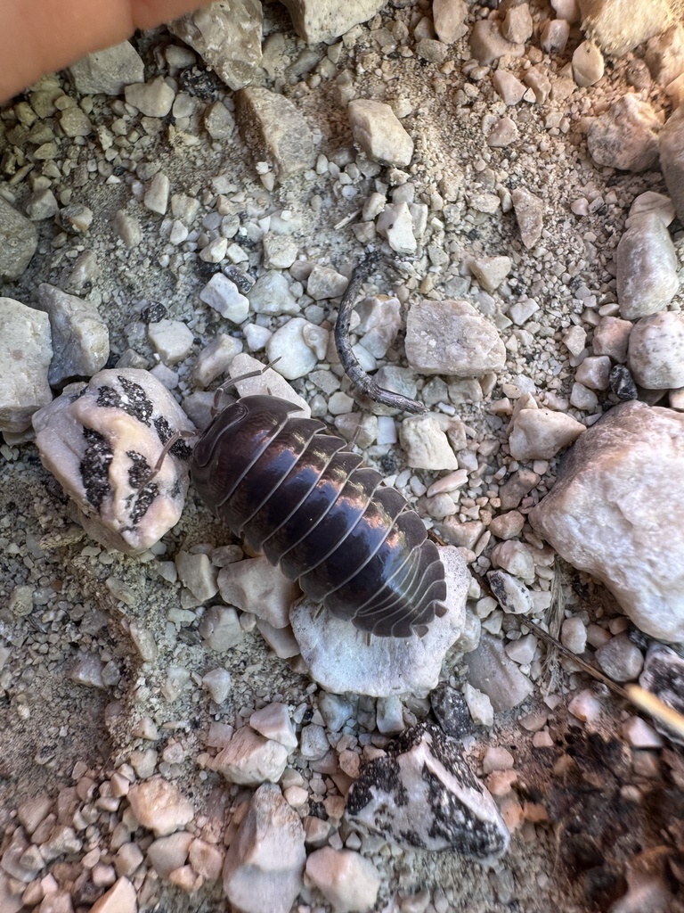 Epirotican Pill Woodlouse