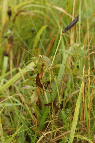 Ferrugem (Uromyces pisi)