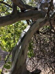 Cordia monoica