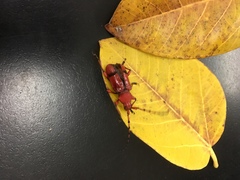 Dicelosternus corallinus