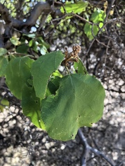 Cordia monoica