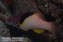 Bodianus mesothorax