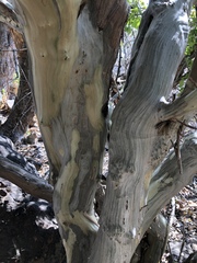 Cordia monoica