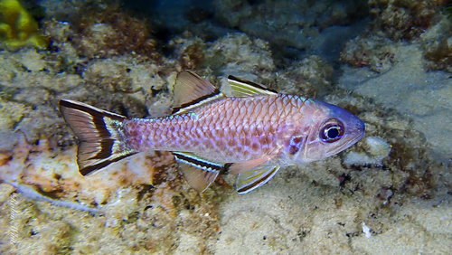 Bandvin-kardinaalbaars (Pristiapogon taeniopterus) — Apogonidae
