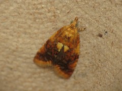 Pseudargyrotoza conwagana