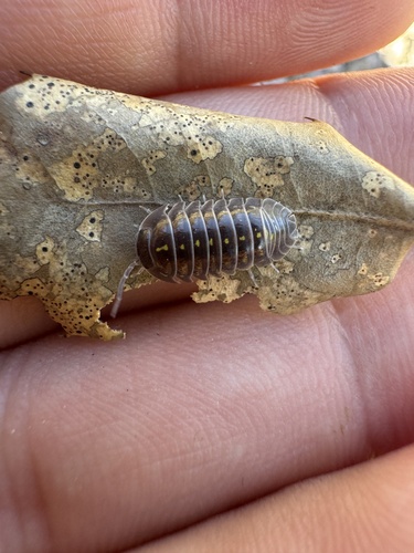 Armadillidium irmengardis