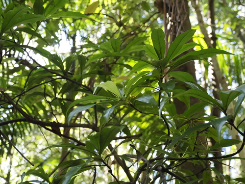 Image of Tasmannia insipida by (c) Lucas Christofides, some rights reserved (CC BY)