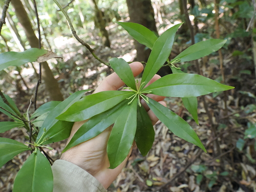 Image of Tasmannia insipida by (c) Lucas Christofides, some rights reserved (CC BY)