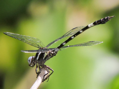 Phyllogomphoides pacificus