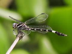 Phyllogomphoides pacificus