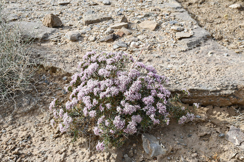 Acanthophyllum cyrtostegium