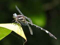 Phyllogomphoides pacificus