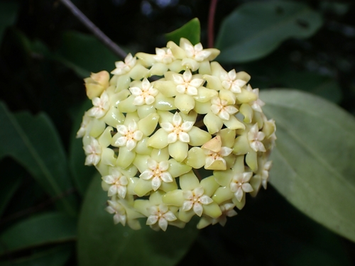 Hoya nicholsoniae F.Muell. 3