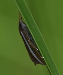 Carectocultus perstrialis