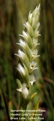 Spiranthes × stellata