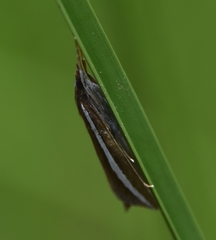 Carectocultus perstrialis