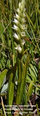 Spiranthes × stellata