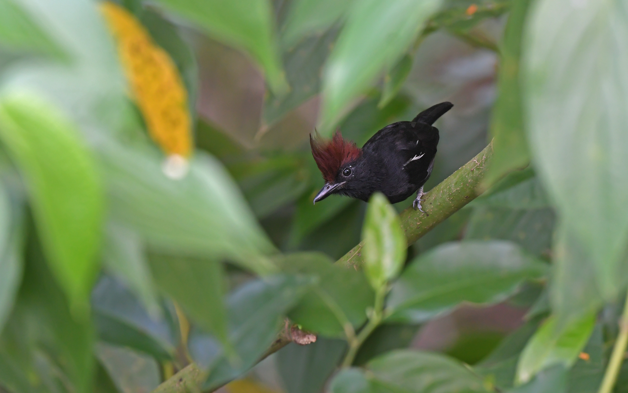 Glossy Antshrike illustration