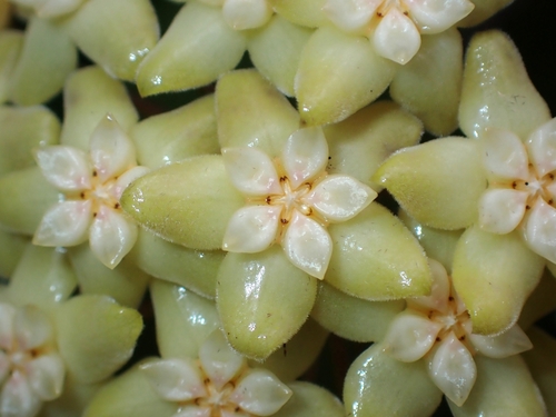 Hoya nicholsoniae F.Muell. 4