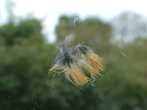 Plume de Rougegorge familier