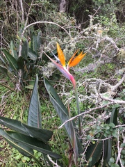 Strelitzia reginae reginae