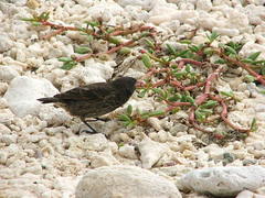 Geospiza acutirostris