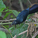 Crotophaga major - Photo (c) Christoph Moning,  זכויות יוצרים חלקיות (CC BY), הועלה על ידי Christoph Moning